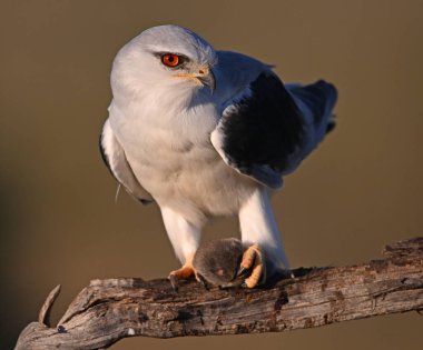 İspanya 'da güzel mavi bir uçurtma