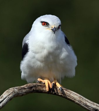 İspanya 'da güzel mavi bir uçurtma