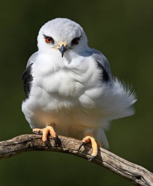 İspanya 'da güzel mavi bir uçurtma