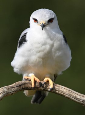 İspanya 'da güzel mavi bir uçurtma