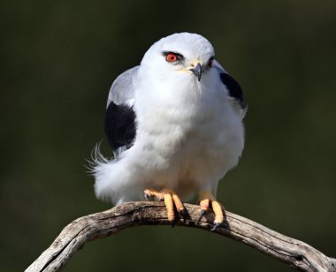 İspanya 'da güzel mavi bir uçurtma