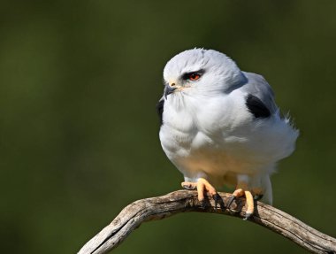 İspanya 'da güzel mavi bir uçurtma