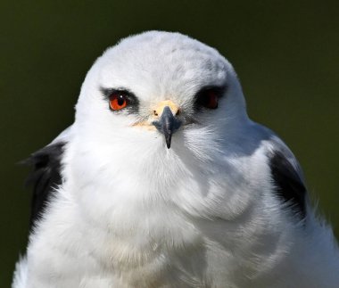 İspanya 'da güzel mavi bir uçurtma