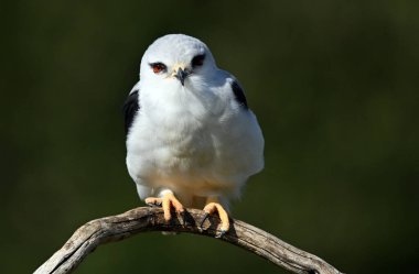 İspanya 'da güzel mavi bir uçurtma