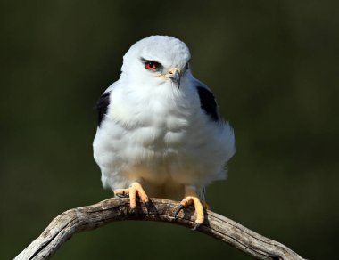 İspanya 'da güzel mavi bir uçurtma