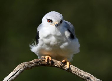 İspanya 'da güzel mavi bir uçurtma