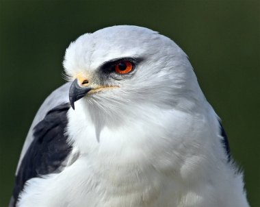 İspanya 'da güzel mavi bir uçurtma