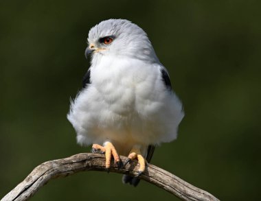 İspanya 'da güzel mavi bir uçurtma