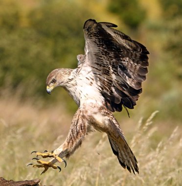 İspanya 'daki dağda bir FASCIATA kartalı