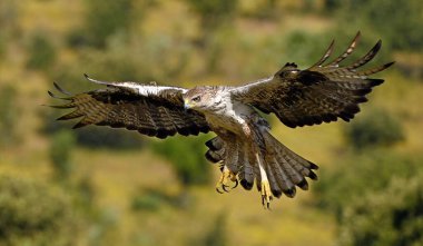 İspanya 'daki dağda bir FASCIATA kartalı