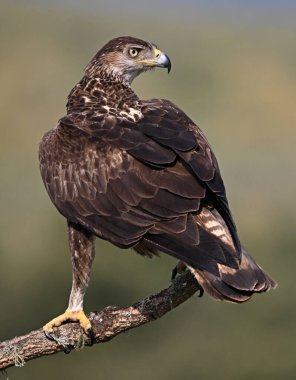 İspanya 'daki dağda bir FASCIATA kartalı