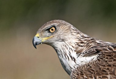 İspanya 'daki dağda bir FASCIATA kartalı