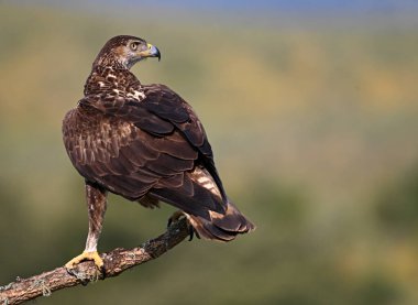 İspanya 'daki dağda bir FASCIATA kartalı