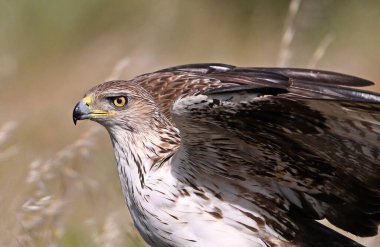 İspanya 'daki dağda bir FASCIATA kartalı