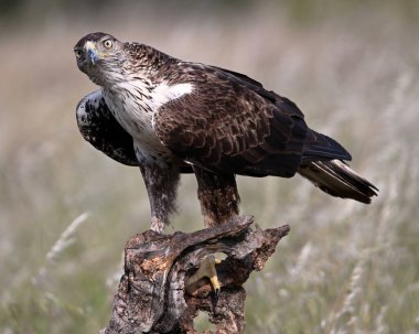 İspanya 'daki dağda bir FASCIATA kartalı