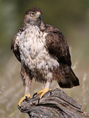 İspanya 'daki dağda bir FASCIATA kartalı