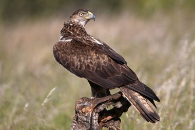 İspanya 'daki dağda bir FASCIATA kartalı