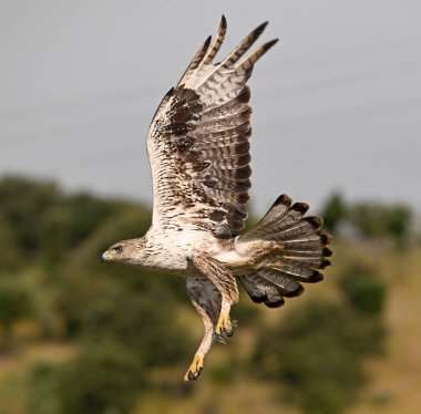 İspanya 'daki dağda bir FASCIATA kartalı