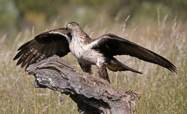 İspanya 'daki dağda bir FASCIATA kartalı