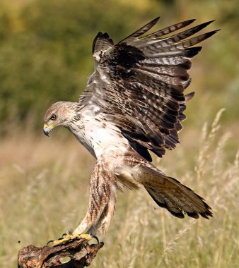 İspanya 'daki dağda bir FASCIATA kartalı