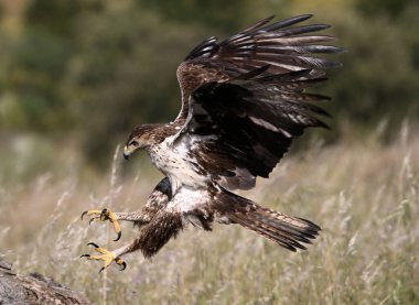 İspanya 'daki dağda görkemli bir kartal 
