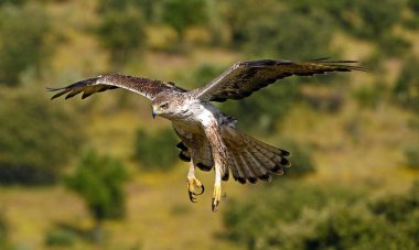 İspanya 'daki dağda görkemli bir kartal 