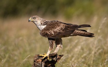 İspanya 'daki dağda görkemli bir kartal 