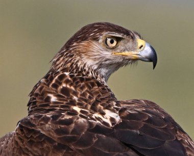 İspanya 'daki dağda görkemli bir kartal 