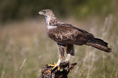 İspanya 'daki dağda görkemli bir kartal 