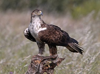 İspanya 'daki dağda görkemli bir kartal 
