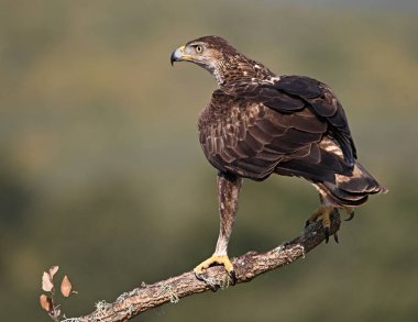 İspanya 'daki dağda görkemli bir kartal 