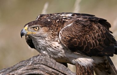 İspanya 'daki dağda görkemli bir kartal 