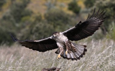 İspanya 'daki dağda görkemli bir kartal 