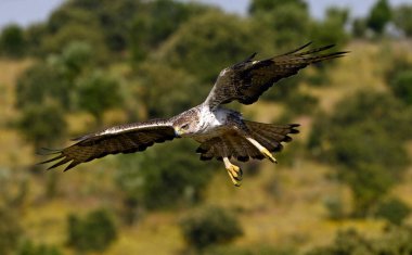 İspanya 'daki dağda görkemli bir kartal 