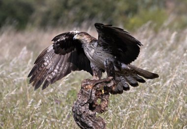 İspanya 'daki dağda görkemli bir kartal 