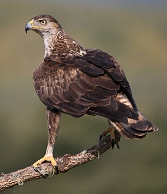 İspanya 'daki dağda görkemli bir kartal 