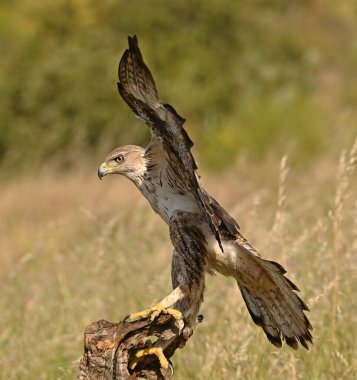 İspanya 'daki dağda görkemli bir kartal 