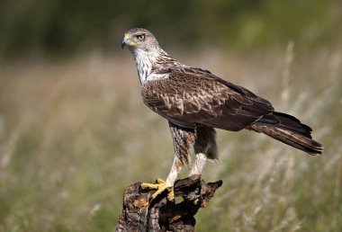 İspanya 'da güçlü bir FASCIATA kartalı