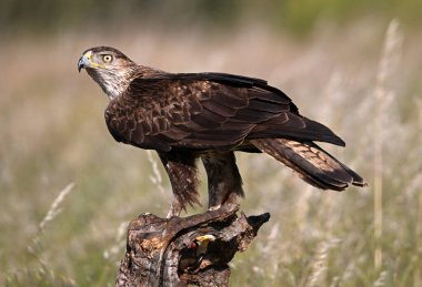 İspanya 'da güçlü bir FASCIATA kartalı