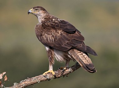 İspanya 'da güçlü bir FASCIATA kartalı