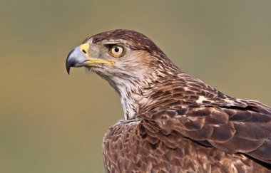 İspanya 'da güçlü bir FASCIATA kartalı