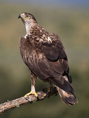 İspanya 'da güçlü bir FASCIATA kartalı