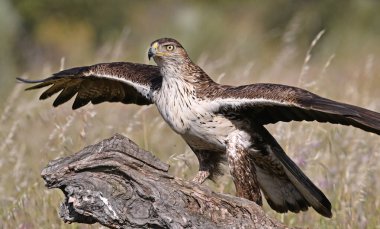 İspanya 'da güçlü bir FASCIATA kartalı
