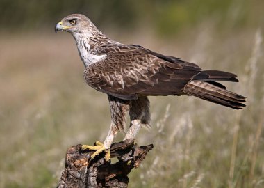 İspanya 'da güçlü bir FASCIATA kartalı