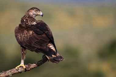 İspanya 'da güçlü bir FASCIATA kartalı