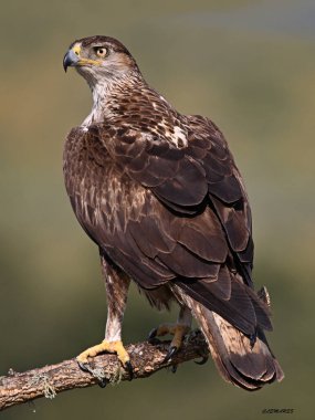 İspanya 'da güçlü bir FASCIATA kartalı