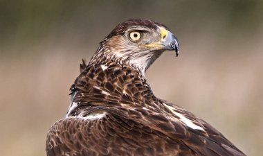 İspanya 'da güçlü bir FASCIATA kartalı