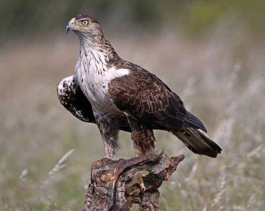 İspanya 'da güçlü bir FASCIATA kartalı