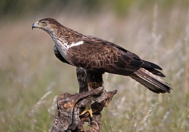 İspanya 'da güçlü bir FASCIATA kartalı