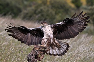 İspanya 'da güçlü bir FASCIATA kartalı